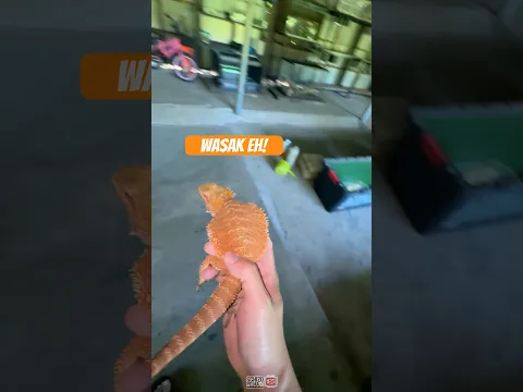 Wasak eh!