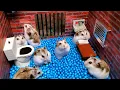 Download Lagu Hamster Escapes from the Prison Maze for Pets in real life 🐹 in Hamster stories Part 4