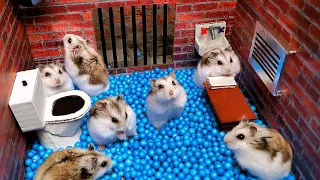 Download Hamster Escapes from the Prison Maze for Pets in real life 🐹 in Hamster stories Part 4 MP3