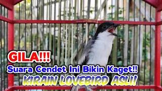 cendet gacor isian lovebird ngekek panjang buat masteran cendet trotol jos