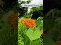 Download Lagu top beautiful flowers collection | natural flowers |colourful flowers |marigold flower #flowers