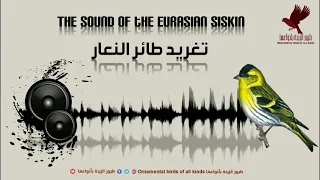 تغريد طائر النعار The Sound Of The Eurasian Siskin 