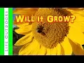 Will Black Oil Sunflowers Grow from Birdseed