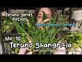 Teruno Shangri-la - How to Keep Those Leaves Crinkly