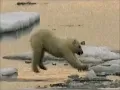 Grauzone Eisbär 1981