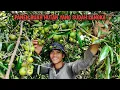 Download Lagu Berpetulang ke hutan mencari buah-buahan liar, Memasak bunga sempur | Kang Kumang 