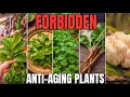 The Forbidden Anti-Aging Plants Grow Younger Skin A Sharper Brain FULL DOCUMENTARY