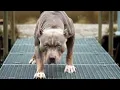 dog attack on women in Hackensack dog attack pitbull attack pitbull dog