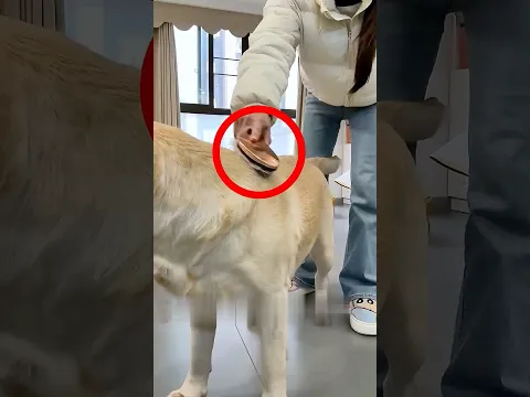 No le creyó hasta que lo probó él mismo #shortvideo