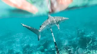 Circled by SHARKS for over an hour!! Spearfishing Bahamas..