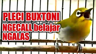 Download pleci buxtoni ngecall dan belajar ngalas cepat merangsang pleci agar pleci buka paruh. MP3