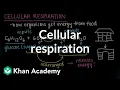 Cellular respiration Food and energy in organisms Middle school biology Khan Academy