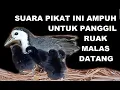 Download Lagu suara induk dan anak ruak ampuh untuk pikat ruak liar | suara pikat burung
