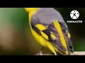 Download Lagu suara burung bara api bertina 100% datang