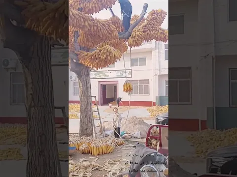 تعليق الذرة على الشجرة بالحبال 🌾🍂 فن التجفيف التقليدي الذكي