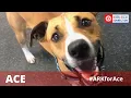 ADOPTED Meet Ace Mixed Breed Dover NH