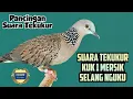 Lagu Suara Tekukur Terbaru 2026, Lantang Kuk 1 Meratus Nguku. Paling Cocok Untuk Pancingan Memikat