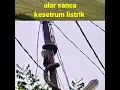 Lagu ULAR SANCA KESETRUM LISTRIK 😯😯#shorts #shortsfeed #ularsanca #viral