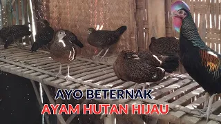 Download SEPUTAR USAHA PETERNAKAN AYAM HUTAN HIJAU RUMAHAN MP3