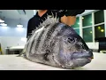 How a Professional Fillets a Sheepshead Toughest Scales