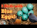 5 Birds That Lay Stunning Blue Eggs
