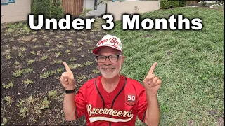 Sod vs Grass Plugs - (ALMOST) Full Lawn in Under 3 Months