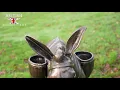 Antique Bronze Travelling Donkey Sculpture