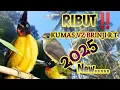 Download Lagu KUTILANG EMAS VS BRINJI RIBUT‼️,Pikat Lengket 2025