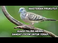 Suara prukutut lokal full isian mp3 song birds