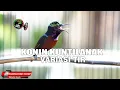 Lagu KONIN ISIAN KUNTILANAK VARIASI PLECI BABLAS BELALANG EMAS PAS UNTUK MASTERAN KOLIBRI NINJA