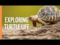 The Incredible World of Turtles - Secrets of Ancient Survivors | Full Episode