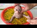 Download Lagu Monkey LaLa plays with flowers in the bathtub