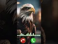 Download Lagu Eagle 🦅 sounds ringtone video