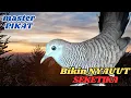 Download Lagu MBAE KUTUT 5Suara Perkutut Lokal Gacor Rajin Bunyi Untuk Masteran Burung