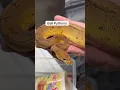 Corn Snake vs Ball Python What Makes A Better Pet