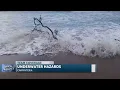 CARPINTERIA STATE BEACH