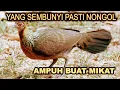 Download Lagu JERNIH No1 !!! suara pikat ayam hutan betina terbaik 2021 Hingga Sepanjang Masa