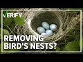 How to handle birds nests on your property