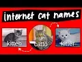 Kitteh Kitter and Catto - internet names for cats