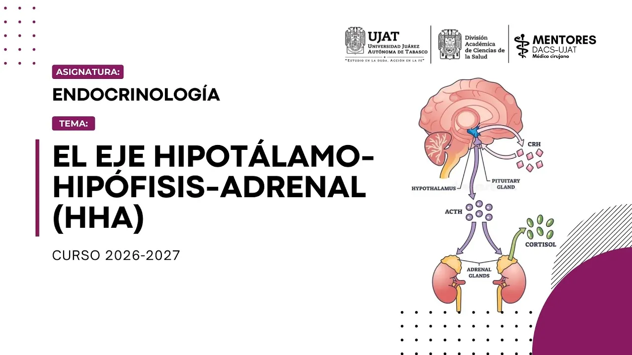 Eje Hipotálamo-Hipófisis-Adrenal (HHA) Completo | Endocrinología | Mentorias DACS