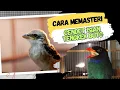 Download Lagu Cara Memasteri Burung Cendet Agar Mempunyai Isian Tengkek Buto