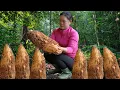 Harvesting a GIANT Forest Tuber in the Heart of Nature - Cooking Delicious Food