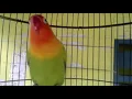 Lagu Melatih Lovebird Balibu Usia 3 Bulan, cepat ngetik, Bikin Labet anda Tahan Ngekeknya