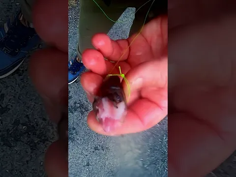 A very unexpected, very aggressive attack by a pike.