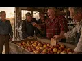 They Mocked His Worthless Apple Orchard for 30 Years Then Chefs Found His Lost Variety