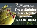 Download Lagu Terapi Ngalas Nembak Biar Cepet Gacor MP3