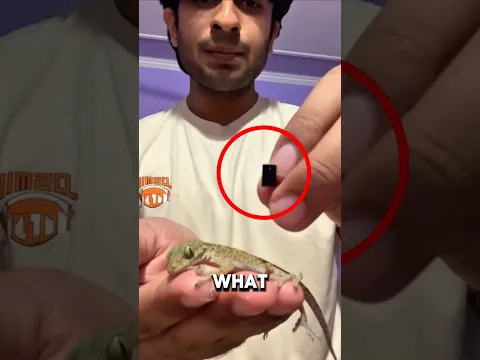 He Put a Camera on a Lizard… What It Found Was Unbelievable.