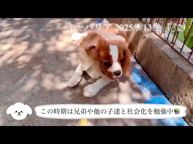 動画
