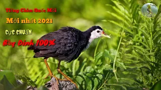 Tiếng chim quốc mồi hay nhất,chuẩn nhất 2021/Bẫy là dính 100%
