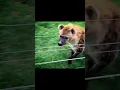 Download Lagu Animal edit × Funk oscuro super slowed #viralvideo #youtubeshorts